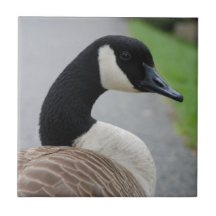 Canadese gans tegeltje