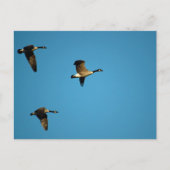 Canadese ganzen briefkaart (Voorkant)