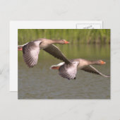 Canadese ganzen briefkaart (Voorkant / Achterkant)