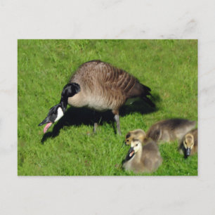 Canadese ganzen met moeder 1 briefkaart