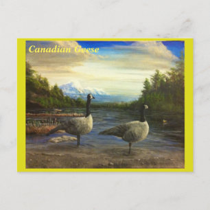 Canadese ganzen op het Beaver Lake. -briefkaart Briefkaart