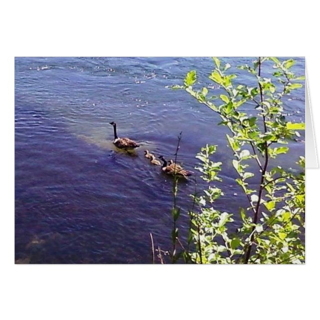 Canadese ganzenfamilie (Voorkant Horizontaal)