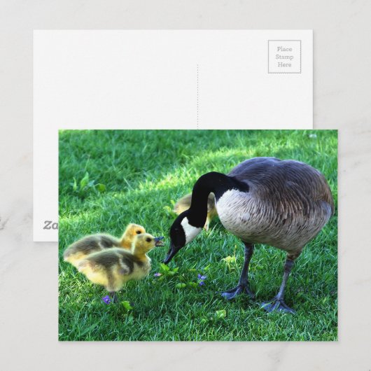 Canadese ganzenfamilie briefkaart (Voorkant / Achterkant)
