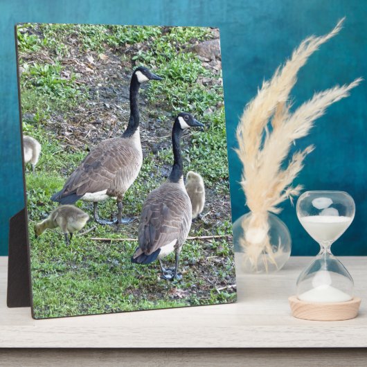 Canadese ganzenfamilie fotoplaat (Zijkant)