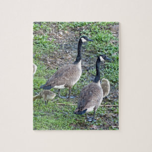 Canadese ganzenfamilie legpuzzel