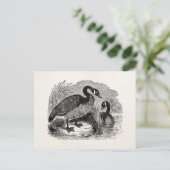 Canadese goose Bird - Geese Birds Sjabloon Briefkaart (Staand voorkant)