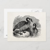 Canadese goose Bird - Geese Birds Sjabloon Briefkaart (Voorkant / Achterkant)