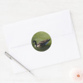 Canadese Goose Stickers (Envelop)