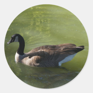 Canadese Goose Stickers