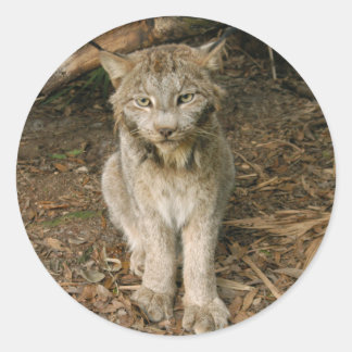 Canadese Lynx 0173 Ronde Sticker