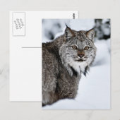 Canadese Lynx in de Sneeuw Briefkaart (Voorkant / Achterkant)