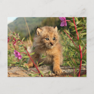 Canadese Lynx Jong, Alaska Briefkaart