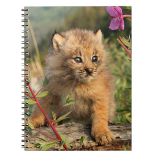 Canadese Lynx Jong, Alaska Notitieboek