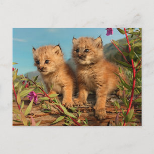 Canadese Lynx Jongen, Alaska Briefkaart