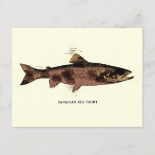 Canadese rode forel illustratieschema briefkaart