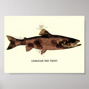Canadese rode forel  illustratieschema poster