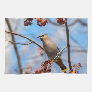 Canadese Wildlife: Bohemian Waxwing fotografie Theedoek