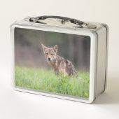 Canadese Wildlife: Brown Coyote fotografie (Achterkant)