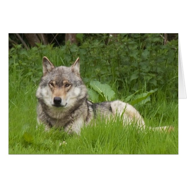 Canadese Wolf (Voorkant Horizontaal)