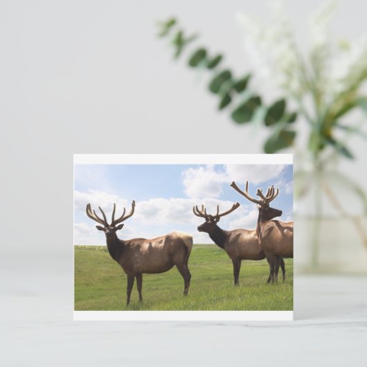 Canadian Bull Elk trio Briefkaart (Staand voorkant)