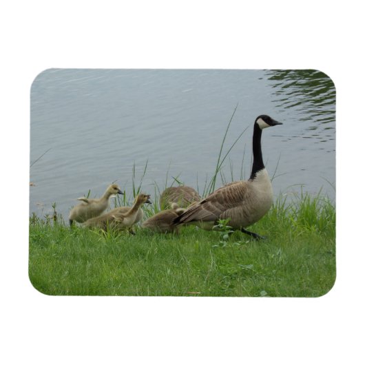 Canadian Geese Family Flexible Magnet Magneet (Horizontaal)