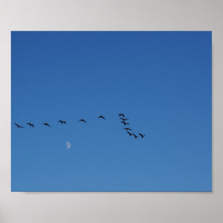 Canadian geese in flight poster