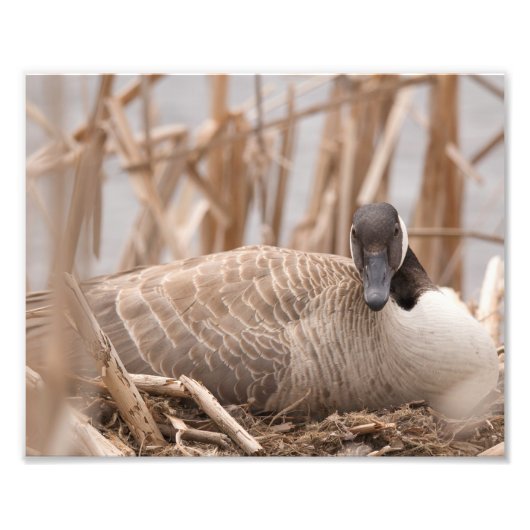 Canadian Geese Nesting Foto Afdruk (Voorkant)