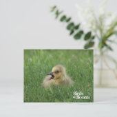 Canadian Goose Chick Briefkaart (Staand voorkant)