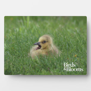 Canadian Goose Chick Fotoplaat