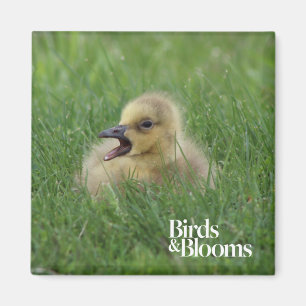 Canadian Goose Chick Magneet