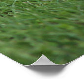 Canadian Goose Chick Poster (Hoek)