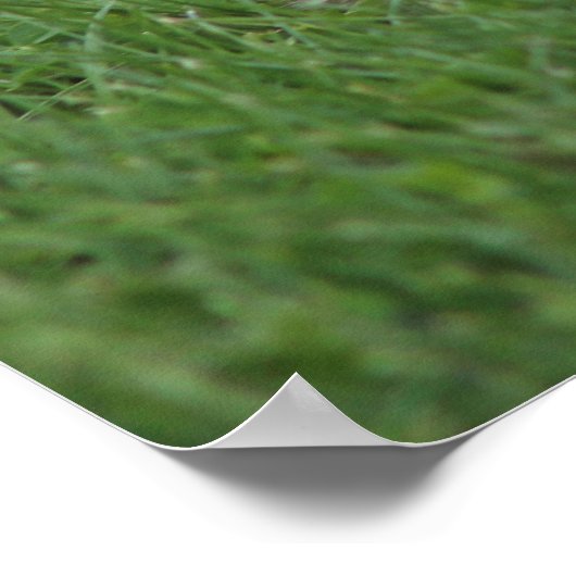 Canadian Goose Chick Poster (Hoek)