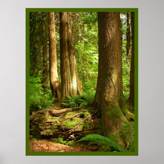 Canadian Landscape West Coast Forest Art Print (Voorkant)