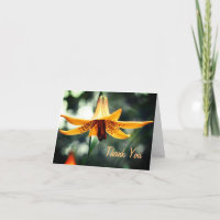 Canadian Lily Flower Bedankt