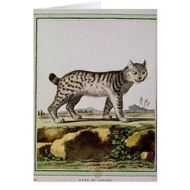 Canadian Lynx (Voorkant)