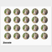 Canadian Lynx - All-in Ronde Sticker (Vel)