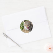 Canadian Lynx - All-in Ronde Sticker (Envelop)