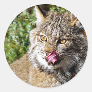 Canadian Lynx - All-in Ronde Sticker