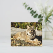 Canadian Lynx Briefkaart (Staand voorkant)
