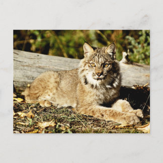 Canadian Lynx Briefkaart