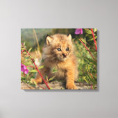 Canadian Lynx Kitten, Alaska Canvas Afdruk (Voorkant)