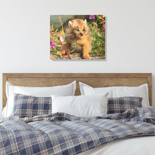 Canadian Lynx Kitten, Alaska Canvas Afdruk (Insitu (Slaapkamer))
