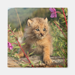Canadian Lynx Kitten, Alaska Magneet