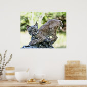 Canadian Lynx Kitten Poster (Keuken)