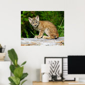 Canadian Lynx Kitten Poster (Thuiskantoor)