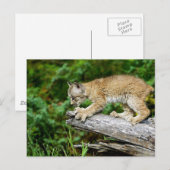 Canadian Lynx Kitten Ready to Pounce Briefkaart (Voorkant / Achterkant)