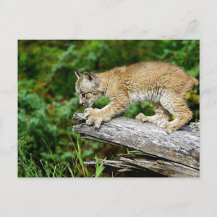 Canadian Lynx Kitten Ready to Pounce Briefkaart
