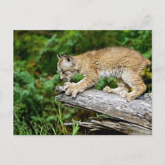 Canadian Lynx Kitten Ready to Pounce Briefkaart (Voorkant)