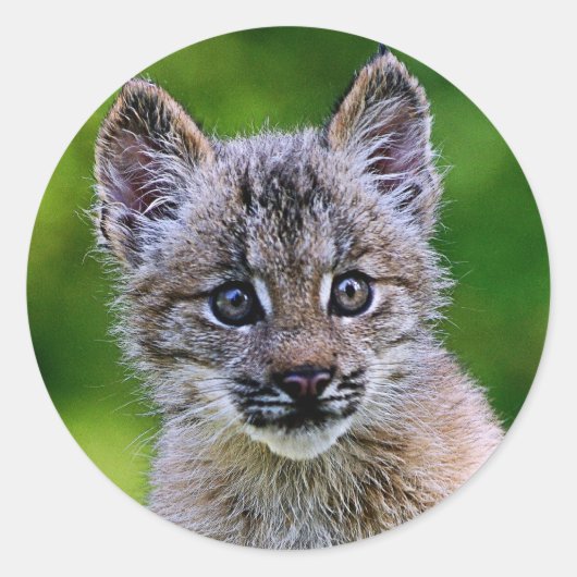 Canadian Lynx Kitten Ronde Sticker (Voorkant)