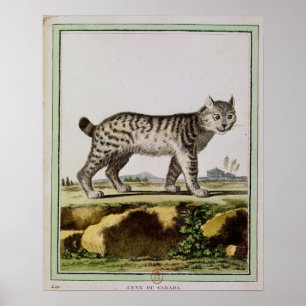 Canadian Lynx Poster